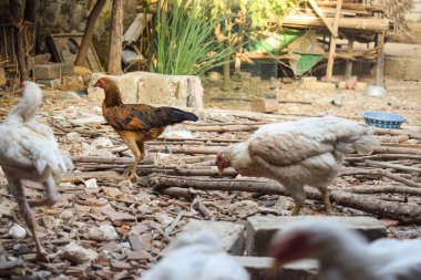 Beyaz sıska tavuk yemek ya da kuru pirinç yiyor.