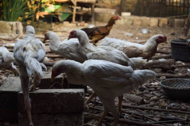 Beyaz sıska tavuk yemek ya da kuru pirinç yiyor.