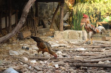 Siyah tavuk horozun önünde duruyor ve evin arka bahçesinde yiyecek arıyor..