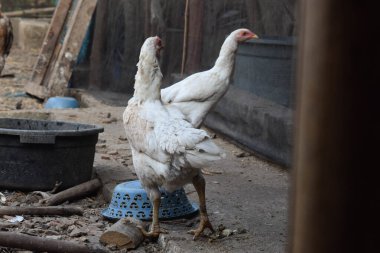 Sıska beyaz tavuk yürüyor ve yerde veya yerde yiyecek arıyor.