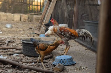 Sıska turuncu horoz arka bahçede durup yiyecek arıyor. 