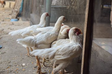Sıska beyaz tavuk yürüyor ve yerde veya yerde yiyecek arıyor.