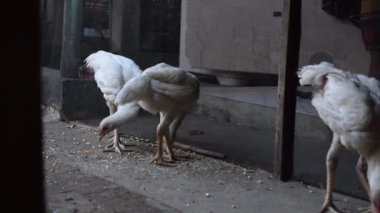 Sıska beyaz tavuk yerde veya yerde kuru pirinç yiyor.
