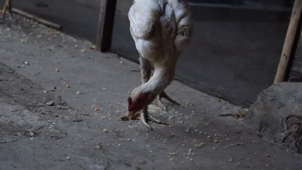 Skinny White Hen Eating Dry Rice Ground Floor — Stock Video
