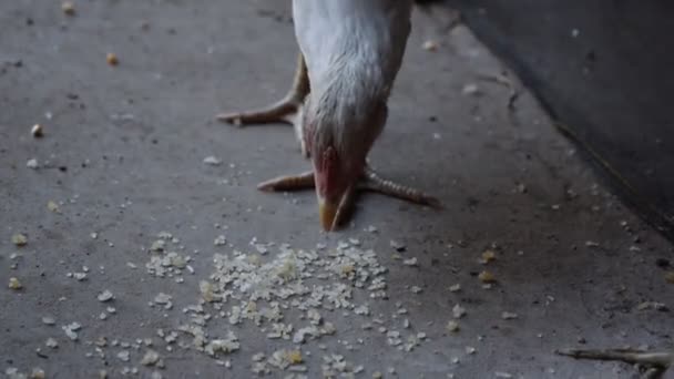 スキニーホワイトヘンは 地面や床に乾燥米を食べる — ストック動画
