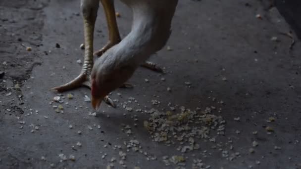 Magere Weiße Henne Isst Trockenen Reis Auf Boden Oder Boden — Stockvideo