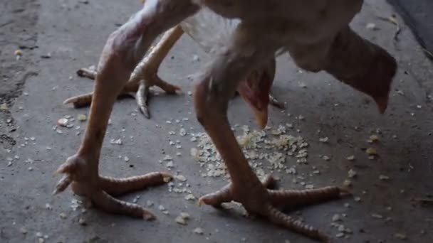 スキニーホワイトヘンは 地面や床に乾燥米を食べる — ストック動画