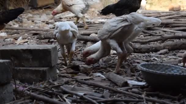 Ayam Putih Kurus Makan Nasi Kering Tanah Atau Lantai — Stok Video
