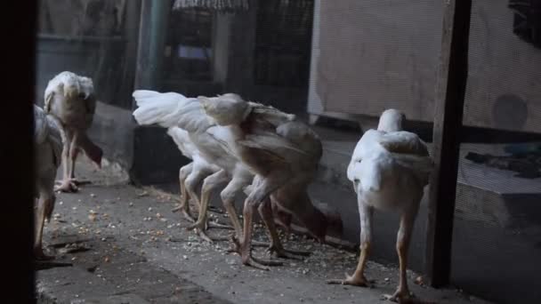 Sıska Beyaz Tavuk Yerde Veya Yerde Kuru Pirinç Yiyor — Stok video