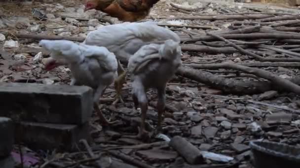 Ayam Jingga Mendominasi Makanan Oleh Ayam Putih Berkelompok — Stok Video