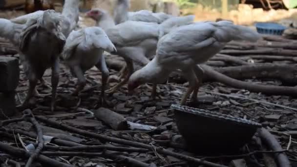 Тощая Белая Курица Ест Сухой Рис Земле Полу — стоковое видео