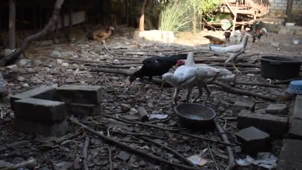 Orange Henne Dominiert Nahrung Durch Gruppe Weiße Henne — Stockvideo
