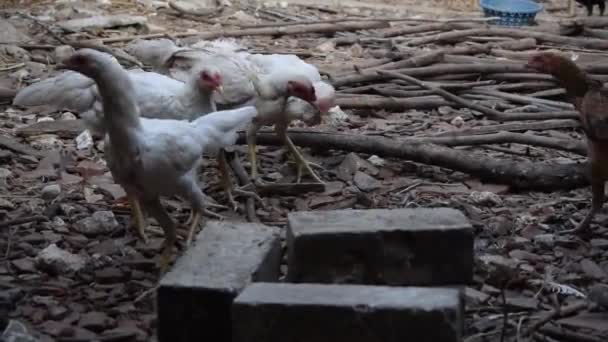 橙色母鸡以群居的白色母鸡为主食 — 图库视频影像