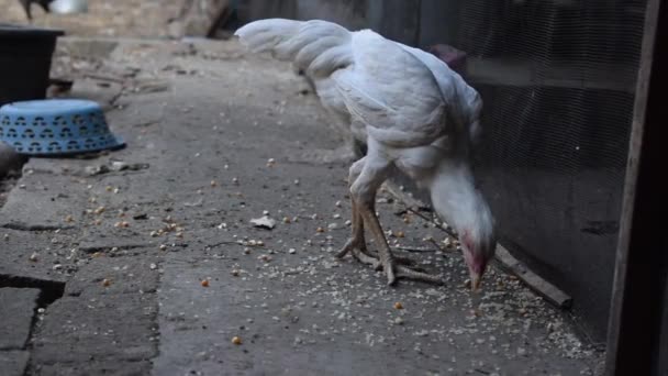 Magere Weiße Henne Isst Trockenen Reis Auf Boden Oder Boden — Stockvideo