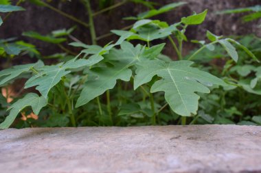 Tasarım için doğal yapraklı taş tuğla podyum sağlıklı ürün için