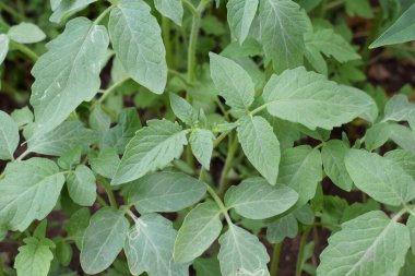 Domates yaprakları, domates yaprakları doğa arkaplanı