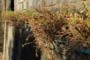 Sarmaşıklar plastik küvette çiçek açar.