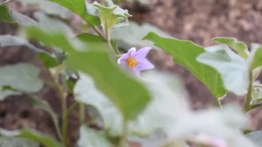 Patlıcan bitkisi ya da Solanum melongena patlıcan, terung, terong, brinjal, patlıcan, havada sallanan yapraklar da denir. Toplum bahçesindeki ağaçtaki mor çiçek..