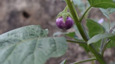 Patlıcan bitkisi ya da Solanum melongena patlıcan, terung, terong, brinjal, patlıcan, havada sallanan yapraklar da denir. Toplum bahçesindeki ağaçtaki mor çiçek..