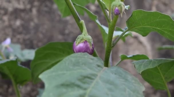 Auberginen Oder Solanum Melongena Pflanze Auch Aubergine Terong Brinjal Aubergine — Stockvideo