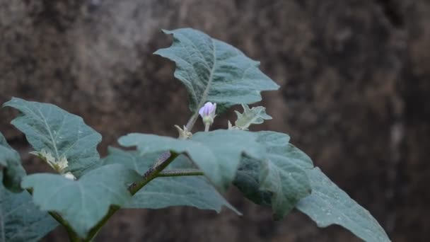 Plant Van Aubergine Solanum Melongena Ook Wel Aubergine Terung Terong — Stockvideo