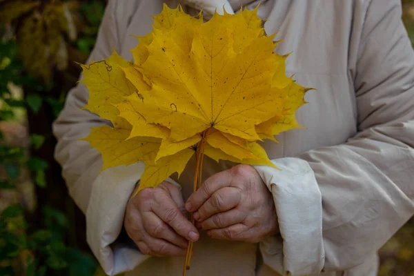 Hand Holds Maple Yellow Leaf Autumn Leaf Hands — Stock Photo, Image