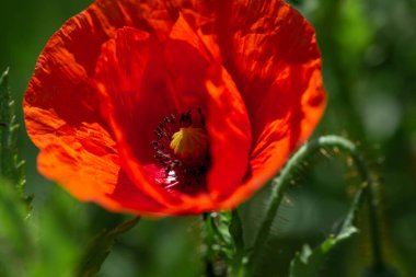 İlkbahar tarlalarında açan kırmızı gelincik çiçekleri, boşluğu kopyalayın