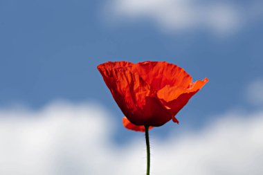 Bahar tarlalarında açan kırmızı gelincik kır çiçekleri, mavi gökyüzü arkaplanı, kopyalama alanı