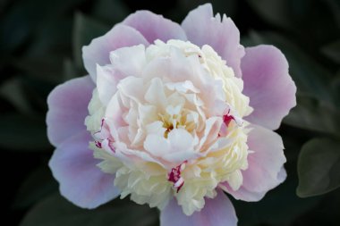 Botanik bahçesinde çiçek açan pembe beyaz şakayık, şakayık arkaplan. Yakın plan.. 