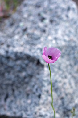 Taşın üzerinde pembe haşhaş