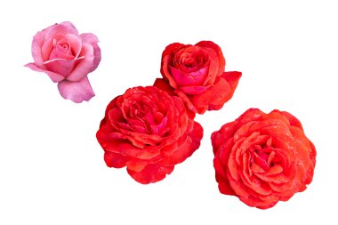 Açık pembe ve kırmızı gül çiçekleri beyaz arkaplanda