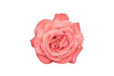 Beyaz arka planda krema gülü, izole, yakın plan