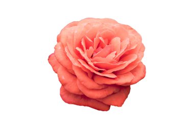 Beyaz arka planda krema gülü, izole, yakın plan