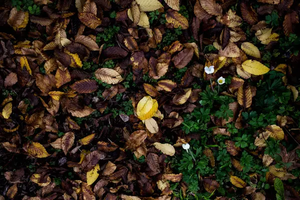 Желтые Оранжевые Осенние Листья Вид Сверху — стоковое фото