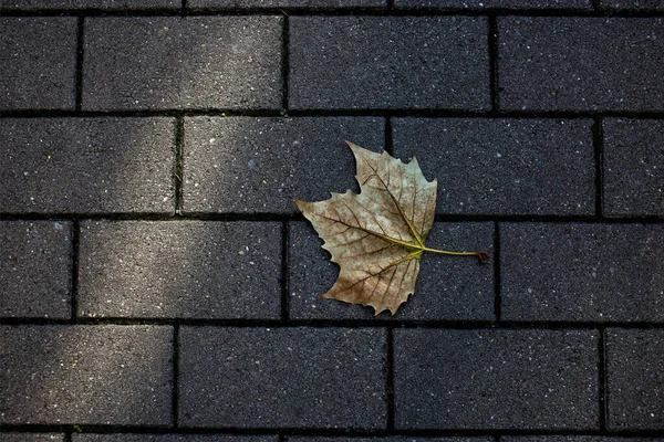 Herbstgelbe Blätter Auf Grauen Pflastersteinen Hintergrund Herbst — Stockfoto