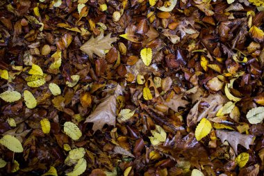 Sarı ve turuncu sonbahar yaprakları arkaplan üstü görünümü