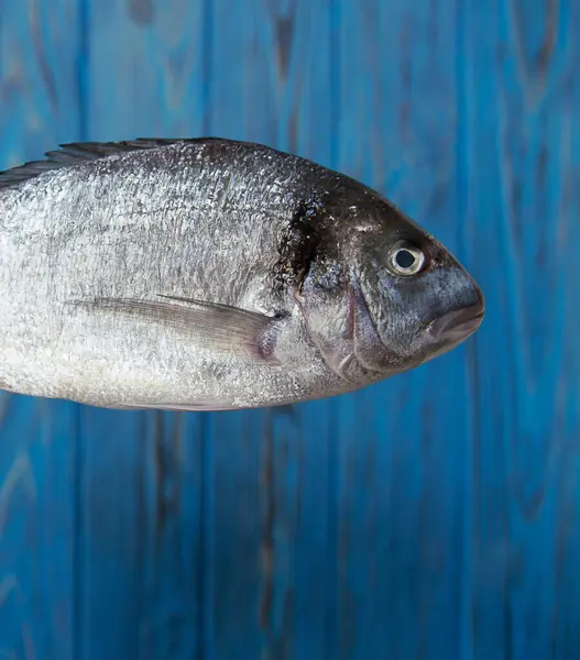Gri renkli arka planda taze dorado balığı. Balık tarifi aranacak yer