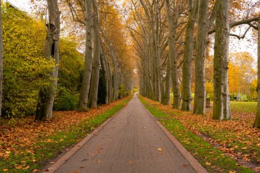 Sonbahar, Parck, Stadtpark, Stuttgart, sarı ağaçlar, güneşli gün