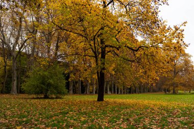 Sonbahar, Parck, Stadtpark, Stuttgart, sarı ağaçlar, güneşli gün