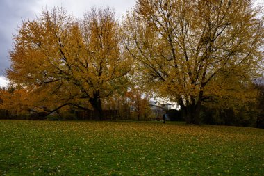 Sonbahar, Parck, Stadtpark, Stuttgart, sarı ağaçlar, güneşli gün