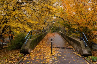 Sonbahar, Parck, Stadtpark, Stuttgart, sarı ağaçlar, güneşli gün