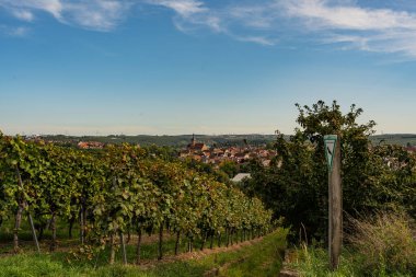 Üzüm bağlarından şehir manzarası. Üzüm bağlarında sonbahar.