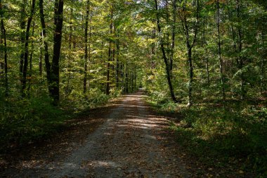 Orman yolu, ormandaki güneşli gün, sonbahar ormanı..