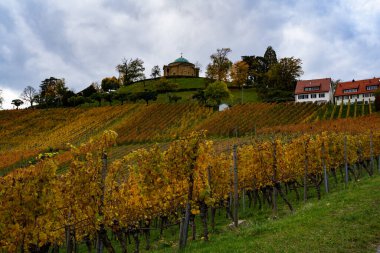 Üzüm bağları, renkli renkler, sonbaharda üzüm bağları, Stuttgart, Almanya. Mavi gökyüzü.