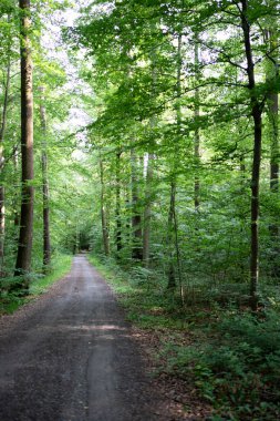 Güneşli bir günde güzel bir orman yolu