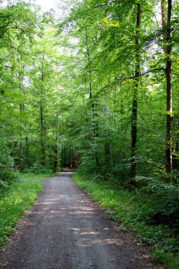 Güneşli bir günde güzel bir orman yolu