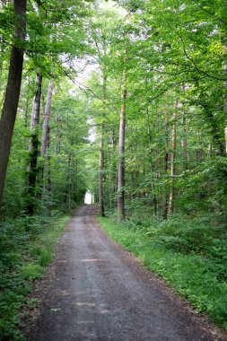 Güneşli bir günde güzel bir orman yolu