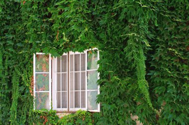A window on a house whose wall is completely overgrown with green leaves.