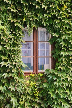 A window on a house whose wall is completely overgrown with green leaves.