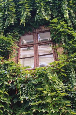 A window on a house whose wall is completely overgrown with green leaves.